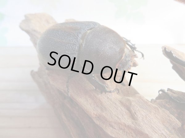 画像4: ☆稀少新成虫☆D.H.モリシマイ♂100ミリ♀60ミリペア販売!! (4)