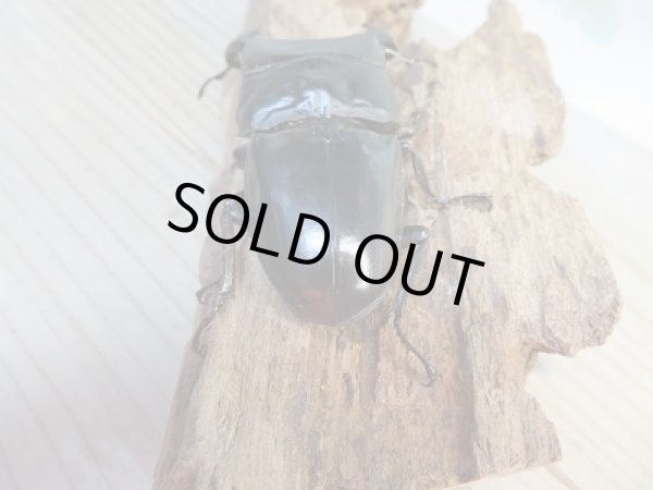 画像3: 新成虫☆WF1☆ダイオウヒラタクワガタ♂73ミリ♀フリーサイズペア販売!! (3)