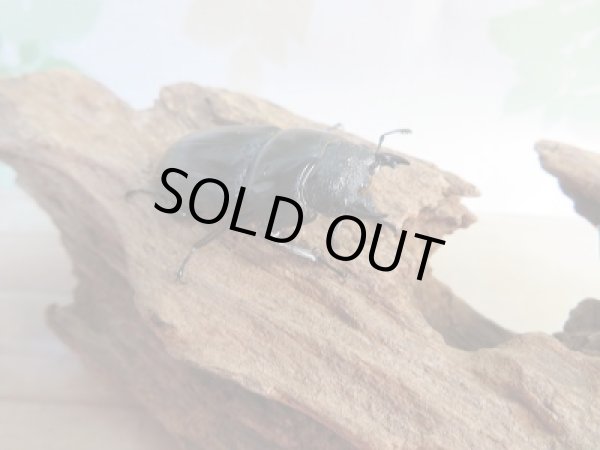 画像4: 新成虫☆WF1☆ダイオウヒラタクワガタ♂78ミリ♀フリーサイズペア販売!! (4)