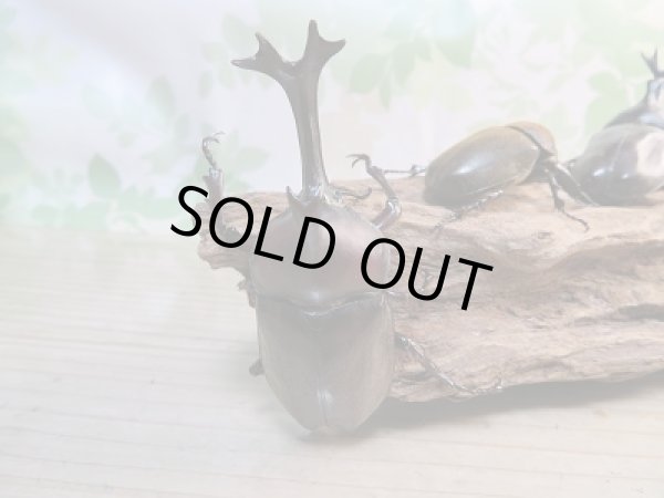 画像3: 野外採集個体!和歌山県産☆国産カブトムシ♂Lサイズ〜LLサイズ♀フリーサイズペア販売!! (3)