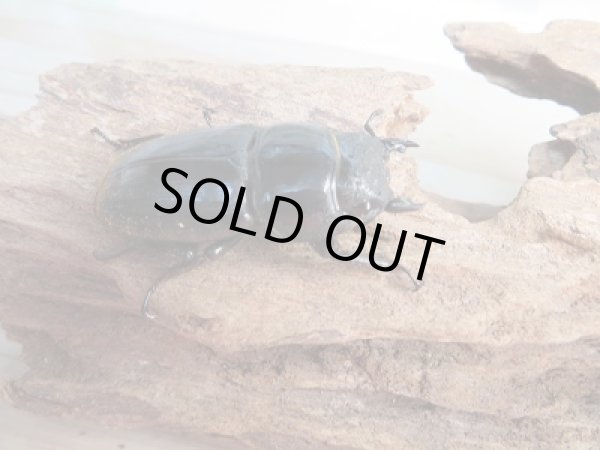 画像4: 新成虫☆WF1☆ダイオウヒラタクワガタ♂73ミリ♀フリーサイズペア販売!! (4)