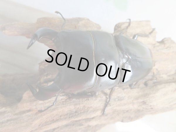 画像2: 新成虫☆WF1☆ダイオウヒラタクワガタ♂78ミリ♀フリーサイズペア販売!! (2)