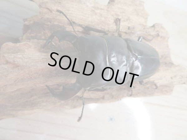 画像2: 新成虫☆WF1☆ダイオウヒラタクワガタ♂73ミリ♀フリーサイズペア販売!! (2)