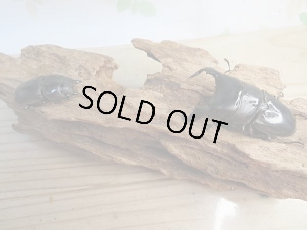 画像5: 新成虫☆WF1☆ダイオウヒラタクワガタ♂66ミリ♀フリーサイズペア販売!! (5)