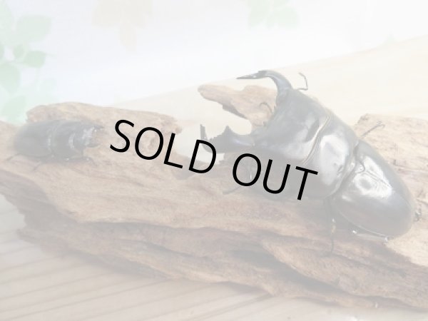 画像5: 新成虫☆WF1☆ダイオウヒラタクワガタ♂81ミリ♀フリーサイズペア販売！！ (5)