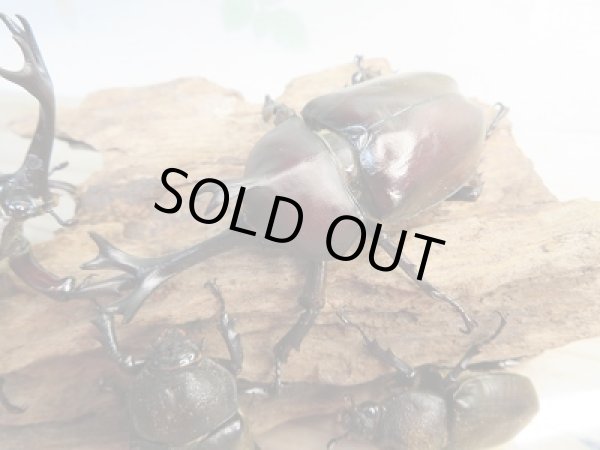 画像2: 野外採集個体!和歌山県産☆国産カブトムシ♂Lサイズ〜LLサイズ♀フリーサイズペア販売!! (2)