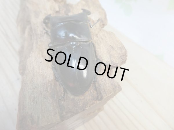 画像3: 新成虫☆WF1☆ダイオウヒラタクワガタ♂66ミリ♀フリーサイズペア販売!! (3)