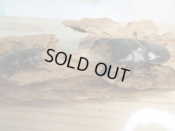 画像5: 新成虫☆WF1☆ダイオウヒラタクワガタ♂73ミリ♀フリーサイズペア販売!! (5)