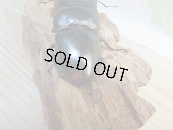 画像3: 新成虫☆WF1☆ダイオウヒラタクワガタ♂81ミリ♀フリーサイズペア販売！！ (3)