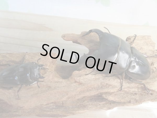 画像5: 新成虫☆WF1☆ダイオウヒラタクワガタ♂78ミリ♀フリーサイズペア販売!! (5)