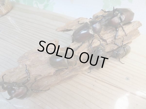 画像4: 野外採集個体!和歌山県産☆国産カブトムシ♂Lサイズ〜LLサイズ♀フリーサイズペア販売!! (4)