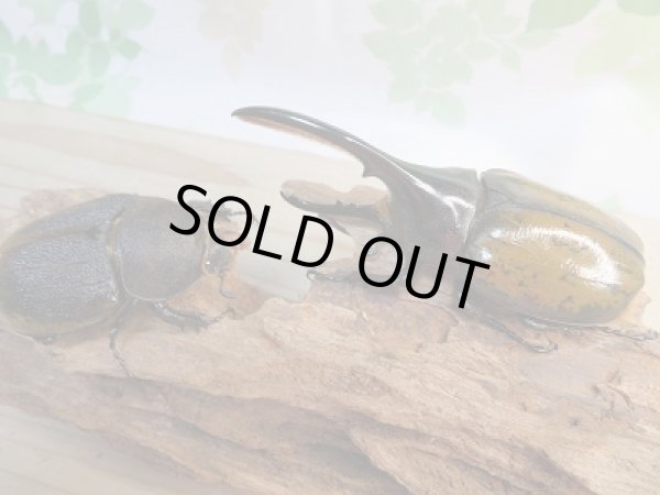 画像5: ☆稀少新成虫☆D.H.モリシマイ♂100ミリ♀60ミリペア販売!! (5)