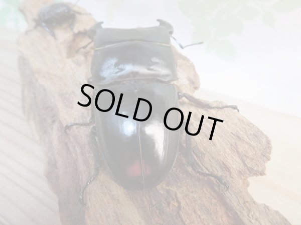 画像3: 新成虫☆WF1☆ダイオウヒラタクワガタ♂78ミリ♀フリーサイズペア販売!! (3)