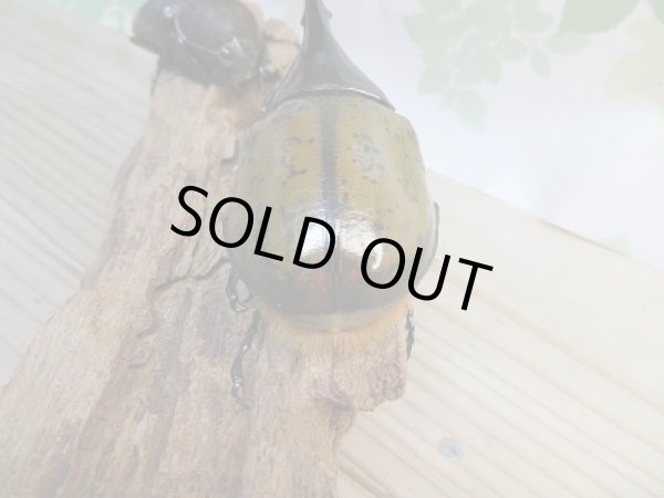 画像3: ☆稀少新成虫☆D.H.モリシマイ♂100ミリ♀60ミリペア販売!! (3)