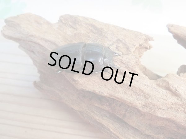 画像4: 新成虫☆WF1☆ダイオウヒラタクワガタ♂66ミリ♀フリーサイズペア販売!! (4)