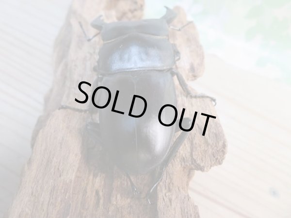 画像3: 大型新成虫☆RR☆シェンクリングオオクワガタ♂80ミリ♀46.5ミリペア販売!! (3)