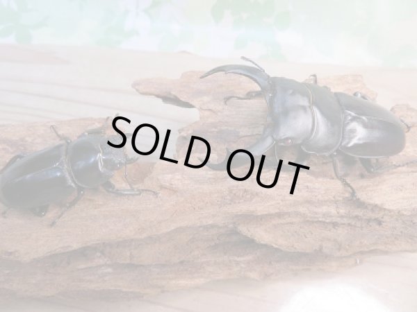 画像5: 大型新成虫☆RR☆シェンクリングオオクワガタ♂80ミリ♀46.5ミリペア販売!! (5)