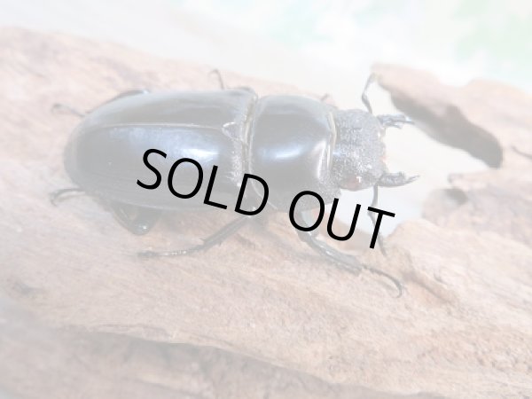 画像4: 大型新成虫☆RR☆シェンクリングオオクワガタ♂80ミリ♀46.5ミリペア販売!! (4)