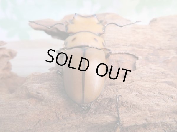 画像3: 新成虫！F1☆カメルーン産☆メンガタメリークワガタ♂45ミリ〜46ミリ♀フリーサイズペア販売！！ (3)