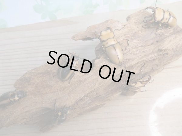 画像5: 新成虫！F1☆カメルーン産☆メンガタメリークワガタ♂45ミリ〜46ミリ♀フリーサイズペア販売！！ (5)