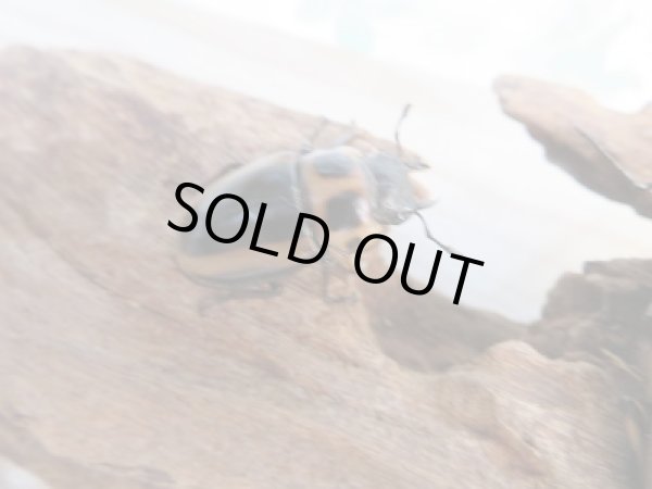 画像4: 新成虫！F1☆カメルーン産☆メンガタメリークワガタ♂45ミリ〜46ミリ♀フリーサイズペア販売！！ (4)