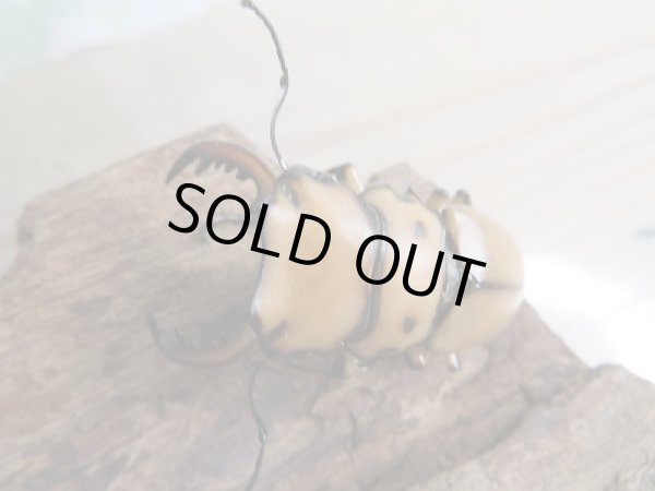 画像2: 新成虫！F1☆カメルーン産☆メンガタメリークワガタ♂45ミリ〜46ミリ♀フリーサイズペア販売！！ (2)