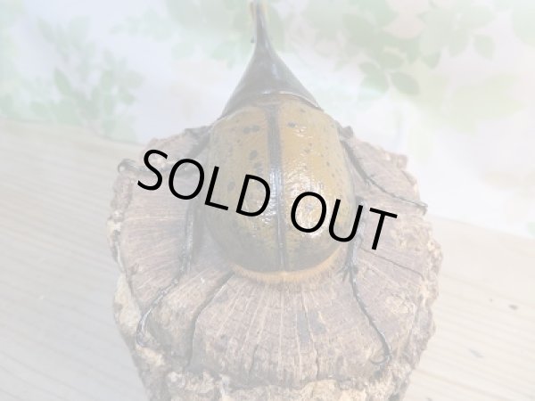 画像3: 新成虫☆D.H.リッキー♂133ミリ♀66ミリペア販売!! (3)