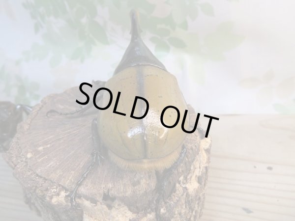 画像3: 新成虫☆D.H.リッキー♂134ミリ♀66ミリペア販売!! (3)