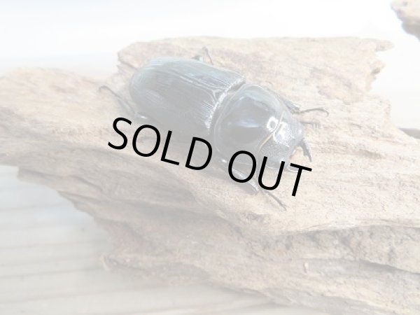 画像4: 新成虫☆F3☆台湾オオクワガタ♂75ミリ♀45ミリペア販売！！ (4)