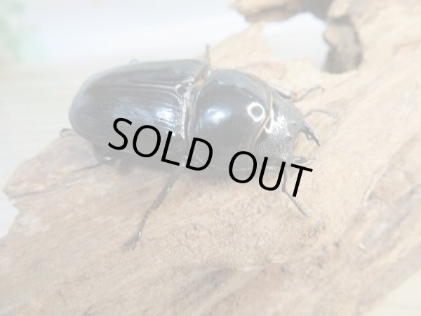 画像4: 新成虫☆F3☆台湾オオクワガタ♂76ミリ♀49ミリペア販売!! (4)