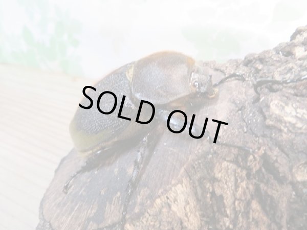 画像4: 新成虫☆D.H.リッキー♂140ミリ♀72ミリペア販売!! (4)