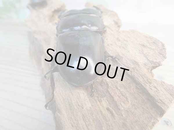 画像3: 新成虫☆F3☆アンタエウスオオクワガタ(雲南省産)♂77ミリ♀50ミリペア販売!! (3)