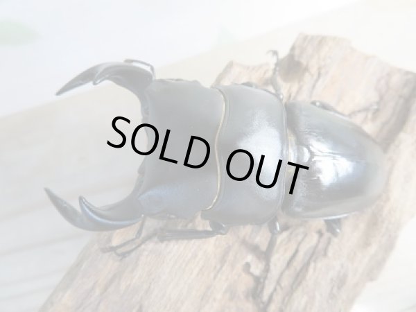 画像2: 新成虫☆F3☆台湾オオクワガタ♂76ミリ♀49ミリペア販売!! (2)