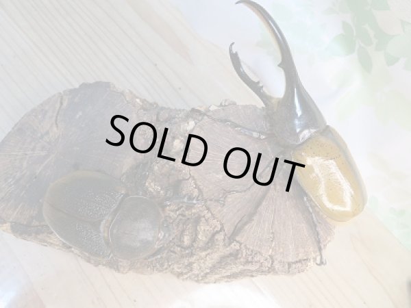 画像5: 新成虫☆D.H.リッキー♂134ミリ♀66ミリペア販売!! (5)