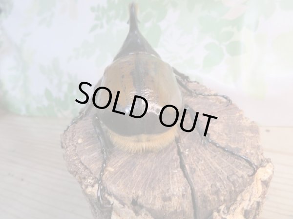 画像3: 新成虫☆D.H.リッキー♂140ミリ♀72ミリペア販売!! (3)