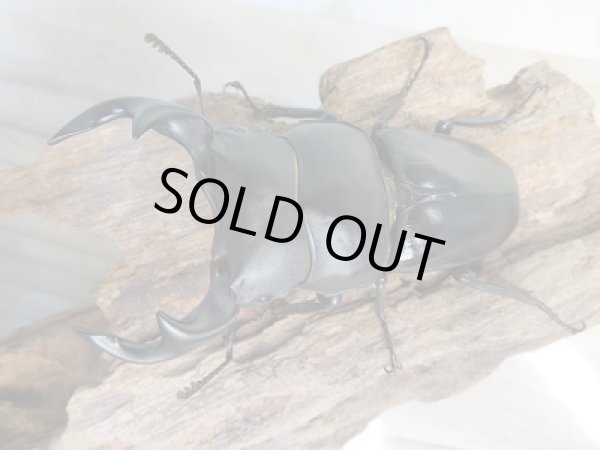 画像2: 新成虫☆F3☆台湾オオクワガタ♂75ミリ♀45ミリペア販売！！ (2)