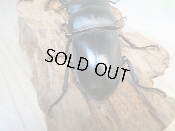 画像3: 新成虫☆F3☆台湾オオクワガタ♂75ミリ♀45ミリペア販売！！ (3)