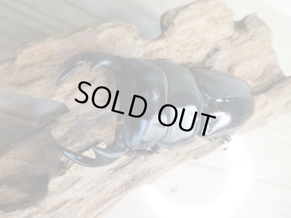 画像2: 新成虫☆F3☆アンタエウスオオクワガタ(雲南省産)♂77ミリ♀50ミリペア販売!! (2)