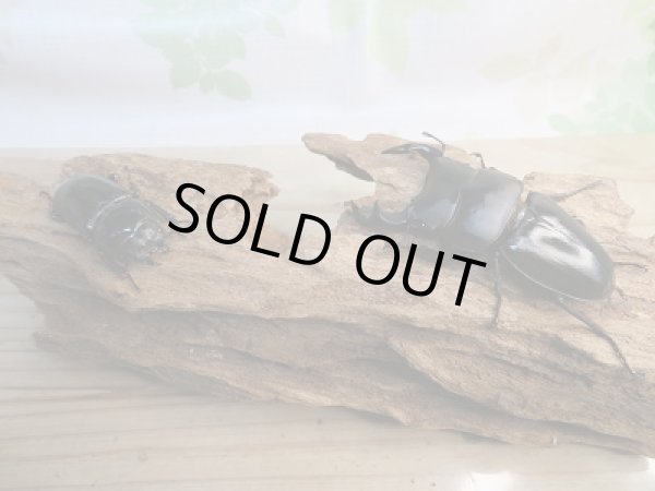 画像5: 新成虫☆F3☆台湾オオクワガタ♂75ミリ♀45ミリペア販売！！ (5)