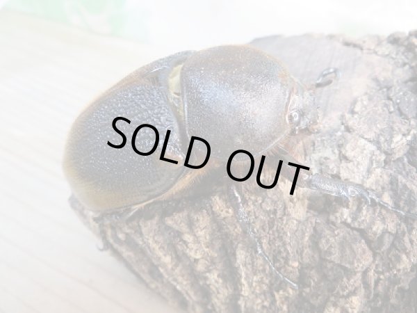 画像4: 新成虫☆D.H.リッキー♂134ミリ♀66ミリペア販売!! (4)