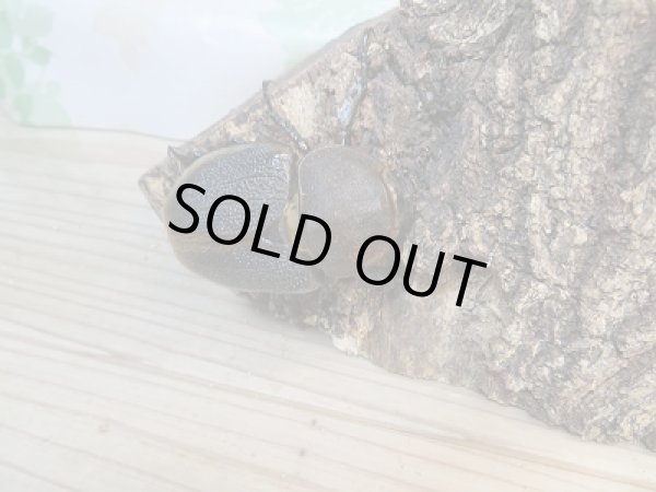 画像4: 新成虫☆D.H.リッキー♂133ミリ♀66ミリペア販売!! (4)