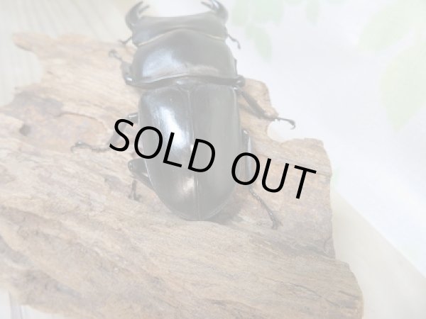 画像3: 新成虫☆F3☆台湾オオクワガタ♂76ミリ♀49ミリペア販売!! (3)