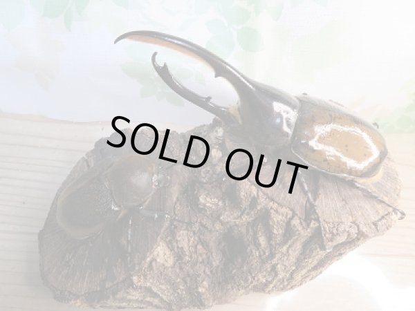 画像5: 新成虫☆D.H.リッキー♂140ミリ♀72ミリペア販売!! (5)