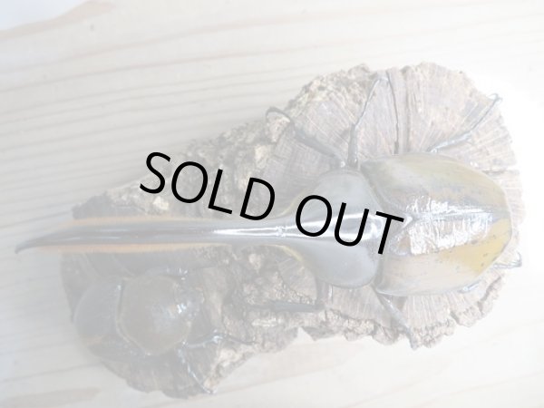 画像2: 新成虫☆D.H.リッキー♂140ミリ♀72ミリペア販売!! (2)