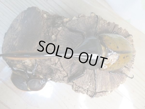 画像2: 新成虫☆D.H.リッキー♂133ミリ♀66ミリペア販売!! (2)