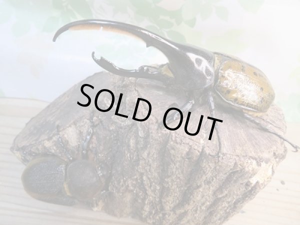 画像5: 新成虫☆D.H.リッキー♂133ミリ♀66ミリペア販売!! (5)