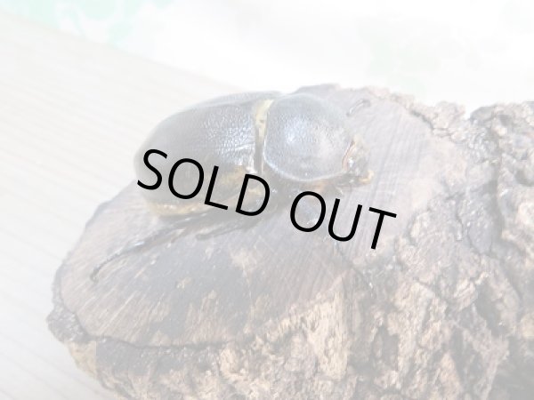 画像4: 新成虫☆F2☆モロンシロカブト♂90ミリ♀62ミリペア販売!! (4)