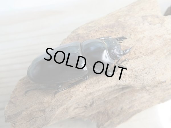 画像4: 新成虫☆F3☆アンタエウスオオクワガタ(雲南省産)♂77ミリ♀50ミリペア販売!! (4)