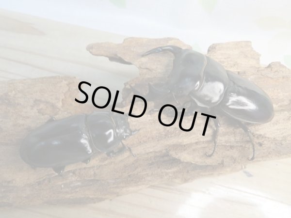 画像5: 新成虫☆F3☆アンタエウスオオクワガタ(雲南省産)♂77ミリ♀50ミリペア販売!! (5)