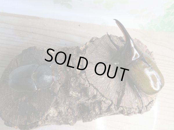 画像5: 新成虫☆F2☆モロンシロカブト♂90ミリ♀62ミリペア販売!! (5)